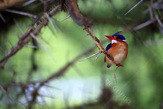 Kingfisher - Alcedo atthis