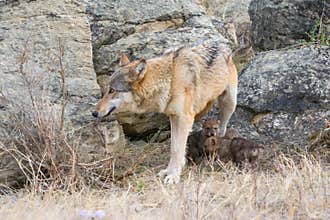 Bringing back wolf pups into den