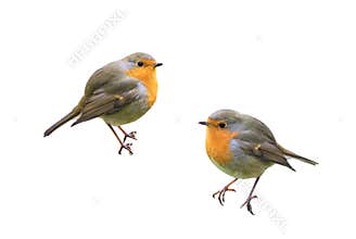 Two birds Robins on a white isolated background
