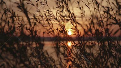 Wonderful sunset through the reeds on the lake, wind is moving the reeds. Nature beauty, summertime. Happy moments.