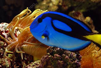 Blue angelfish in gold anemone