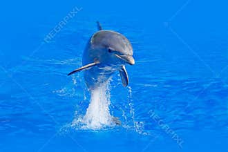 Ocean wave with animal. Bottlenosed dolphin, Tursiops truncatus, in the blue water. Wildlife action scene from ocean nature. Dolph