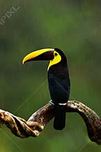 Rain in jungle. Big beak bird Chesnut-mandibled Toucan sitting on the branch in tropical rain with green jungle background. Wildli