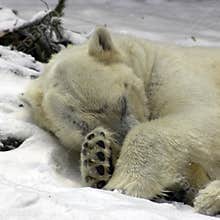 Polar Bear