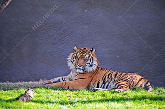 Tiger in captivity