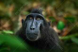 Celebes crested Macaque, Macaca nigra, black monkey, detail portrait, sitting in the nature habitat, dark tropical forest