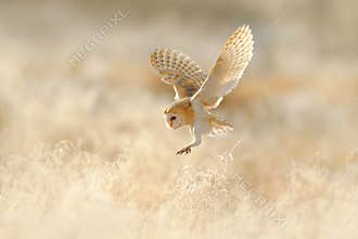 Owl flight. Hunting Barn Owl, wild bird in morning nice light. Beautiful animal in the nature habitat. Owl landing in the grass.