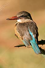 Brown-hooded Kingfisher