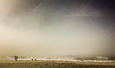 People and dogs on foggy beach, Hamptons, NY