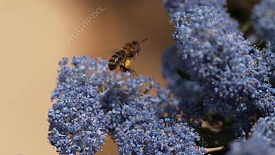 Honey Bee, apis mellifera, Adult in Flight, Flying to Flower with Pollen Baskets, Normandy,