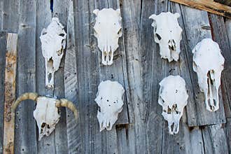 Wall of cattle skulls