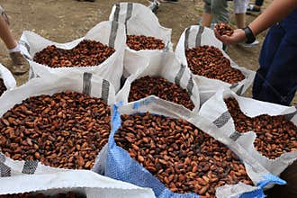Cacao Beans in Sacks