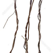 Liana, jungle climbing vines set isolated on white background, c