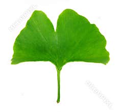 Ginkgo Biloba
