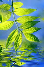 Green leaves and water