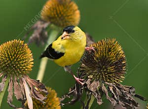 American Goldfinch