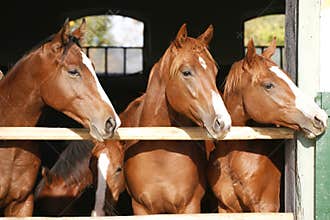Nice thoroughbred fillies standing at the stable door
