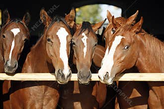 Purebred anglo-arabian chestnut horses standing at the barn door