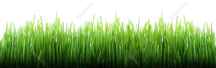 Long grass