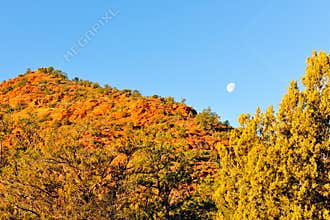 Moon over autumn trees