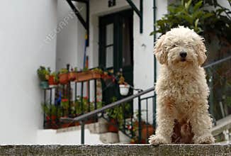 Dog