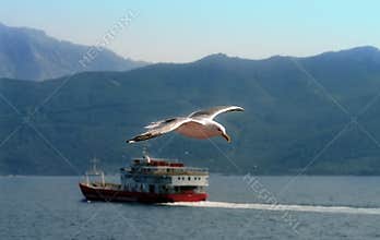 Seagull Flying Over the Aegean Sea. Summer seascape