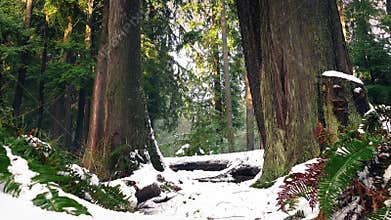 Forest Ferns And Trees In Thick Snow