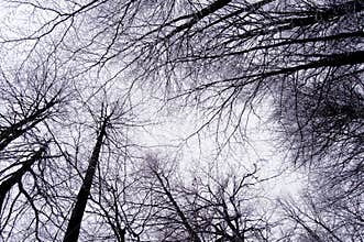 Winter trees