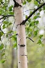 Birch trunk