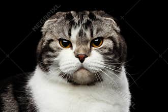 Serious cat of scottish fold breed on isolated black background