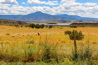 Wildflower Field Near the Lake in Colorado