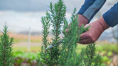 With a knife, cut rosemary