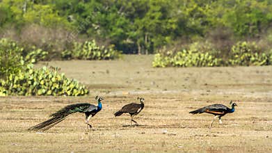 Indian peafowl in Bundala national park, Sri Lanka