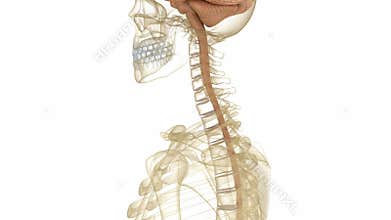 Brain and skeleton, human anatomy. Medically accurate