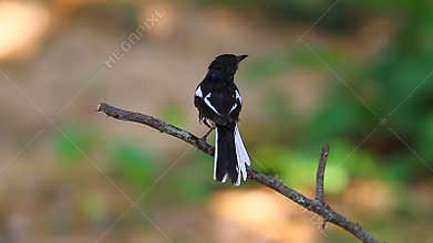 Oriental Magpie Robin bird