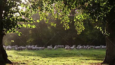 Flock of sheep or lambs grazing on grass in English countryside field between trees, England