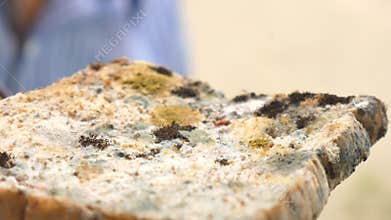 Man holding sliced bread full with fungus and mold