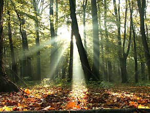 fall forest with sun rays through the trees