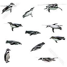 Humboldt Penguin