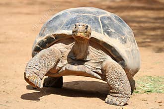 Giant Turtle