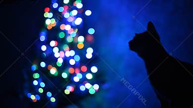 Silhouette of a cat.