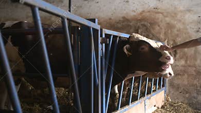 Modern farm barn with milking cows eating hay