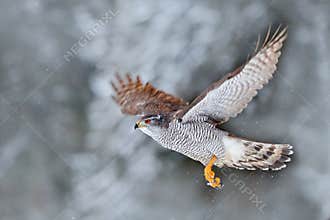 Winter with flying bird in the forest. Bird of prey Northern Goshawk landing on spruce tree during winter with snow. Wildlife scen