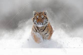 Tiger in wild winter nature. Amur tiger running in the snow. Action wildlife scene with danger animal. Cold winter in tajga, Russ