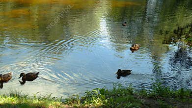Ducks are swimming in a summer lake in park