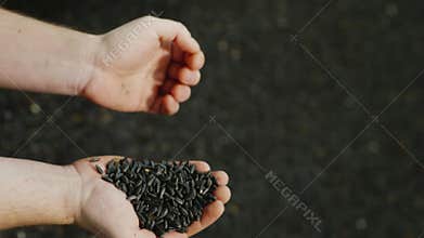 Male hand pour sunflower grain. sunflower oil production, quality control