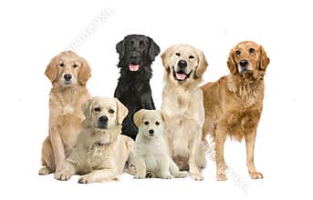 Group of 6 golden retriever and labrador facing th