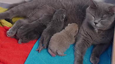 Mother cat breastfeeding her babies
