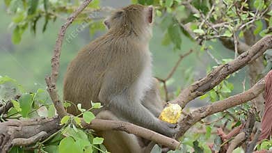 Rhesus Monkey eating Corn