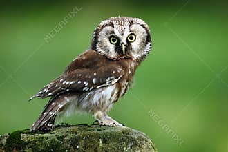 Small bird Boreal owl, Aegolius funereus, sitting on larch stone with clear green forest background